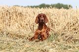 SETTER IRLANDAIS 026